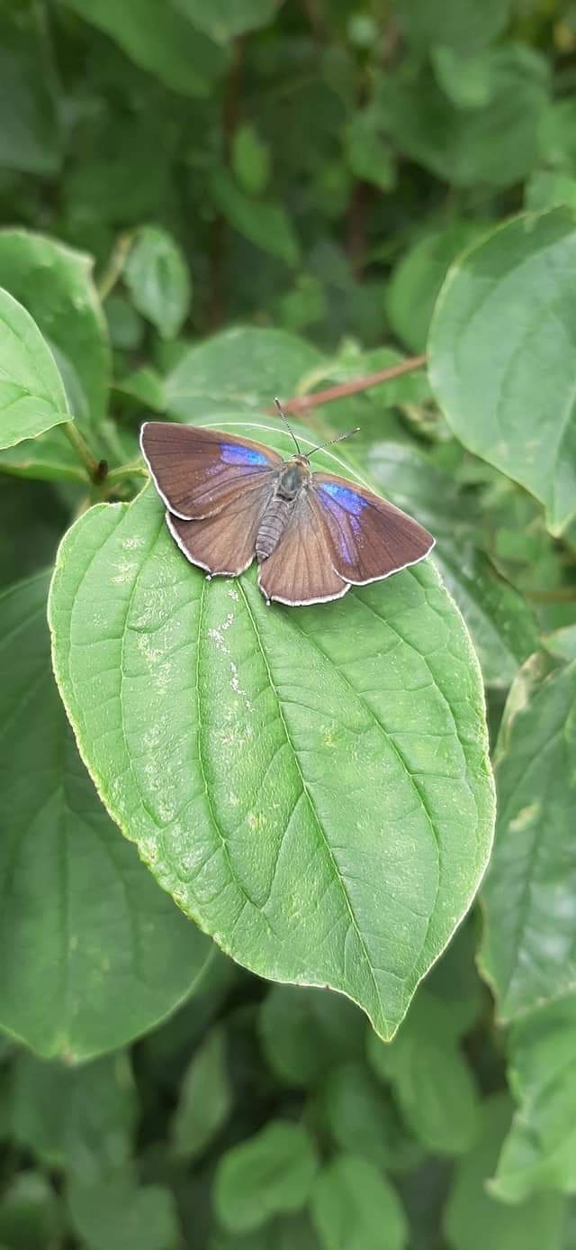 blue butterfly