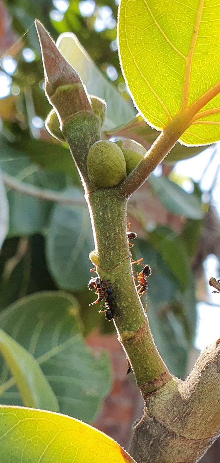 Ants on tree