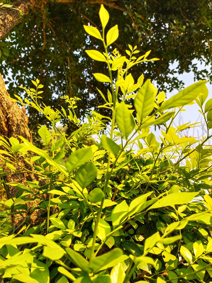 greenery