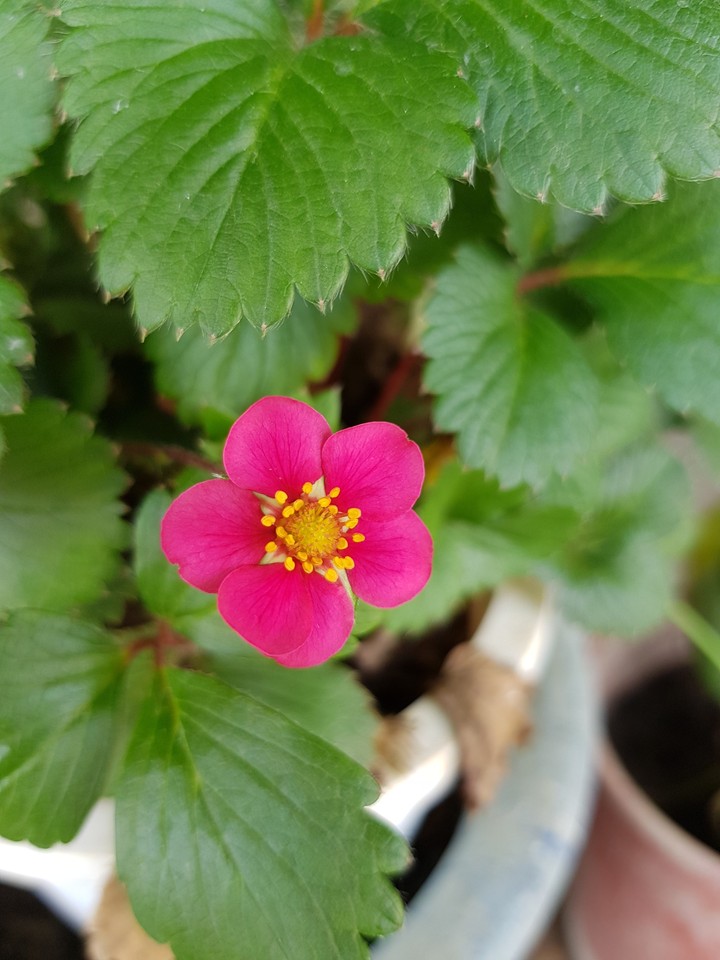 花卉