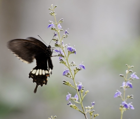 pollinator, purple壁紙