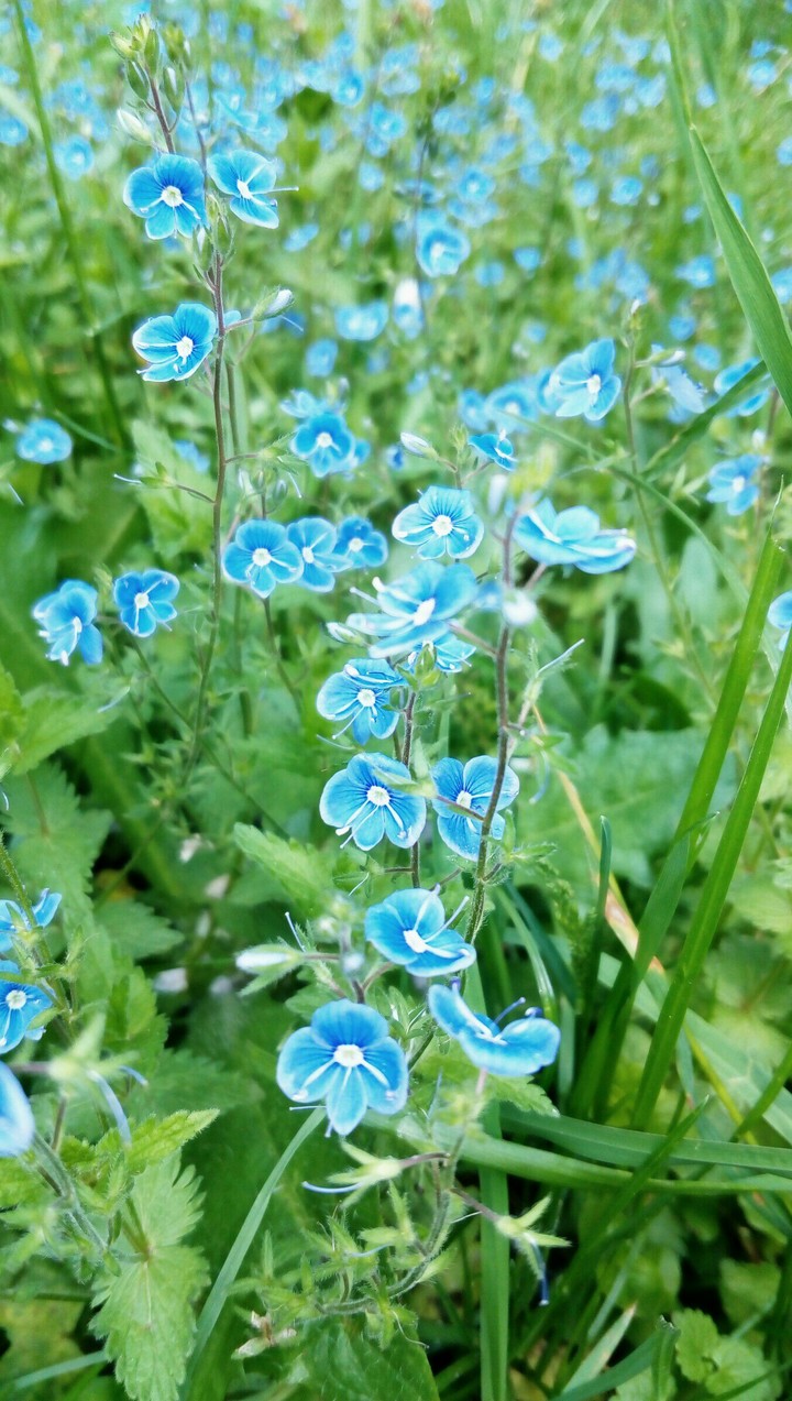 blue