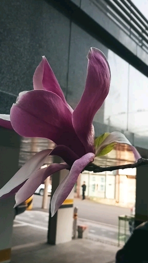 자목련紫木蓮