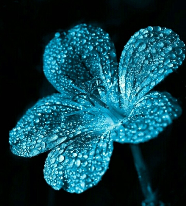 a flower