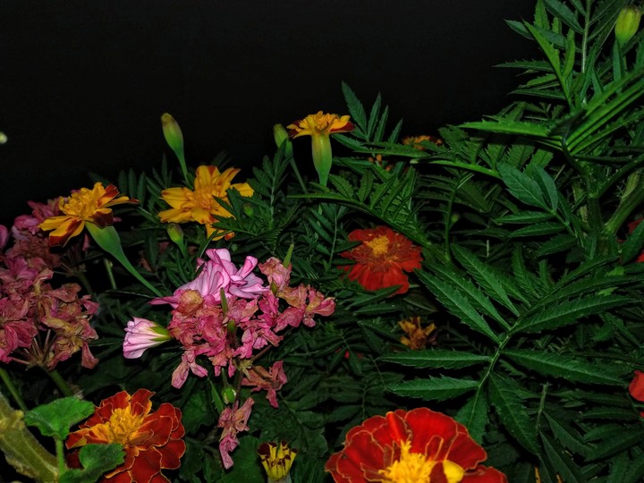 night flowers ???????