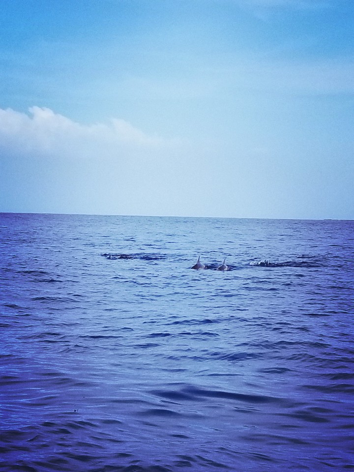 dolphins in the distance