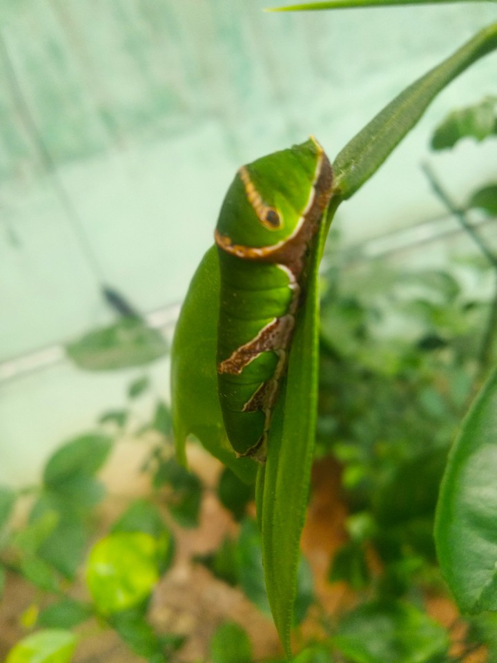 caterpillar