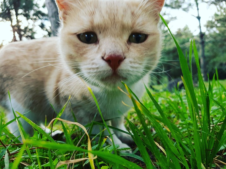 Cute Cat
