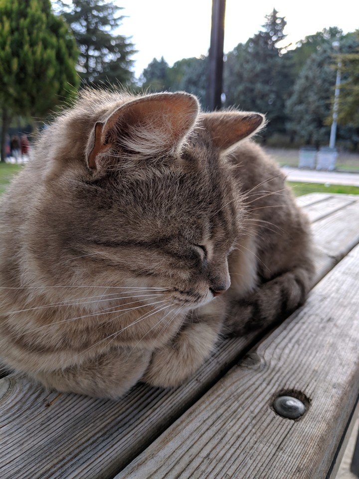 sleepy Cat