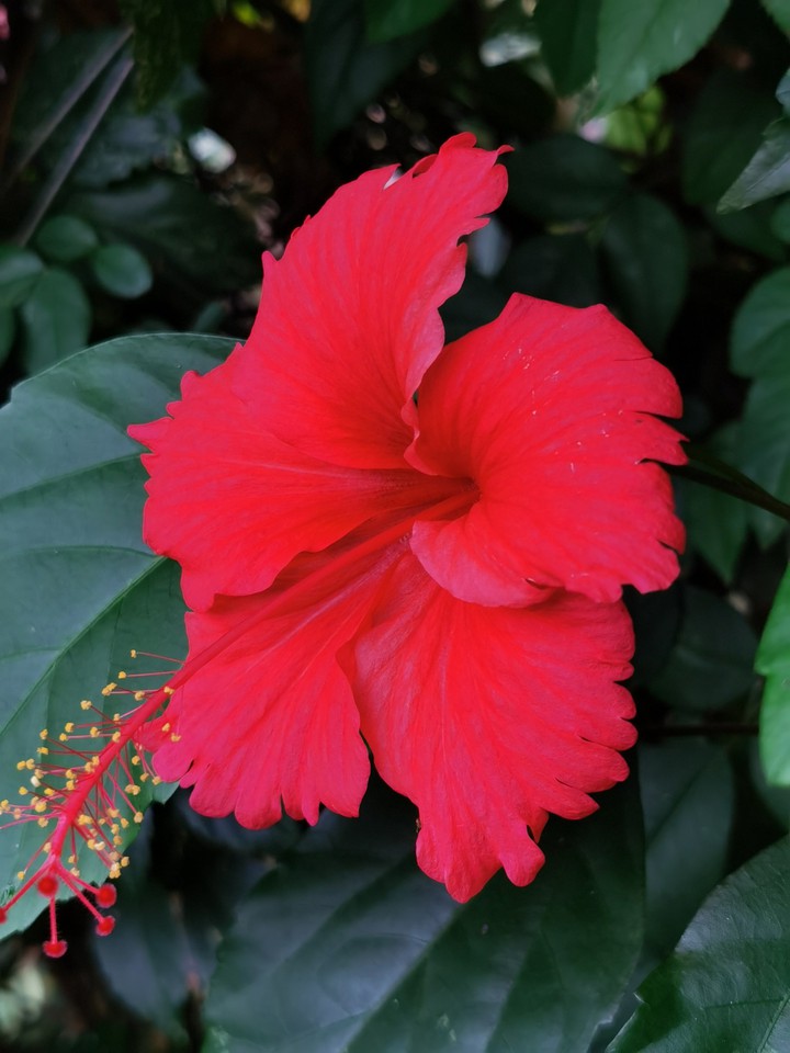 Red Gumamela