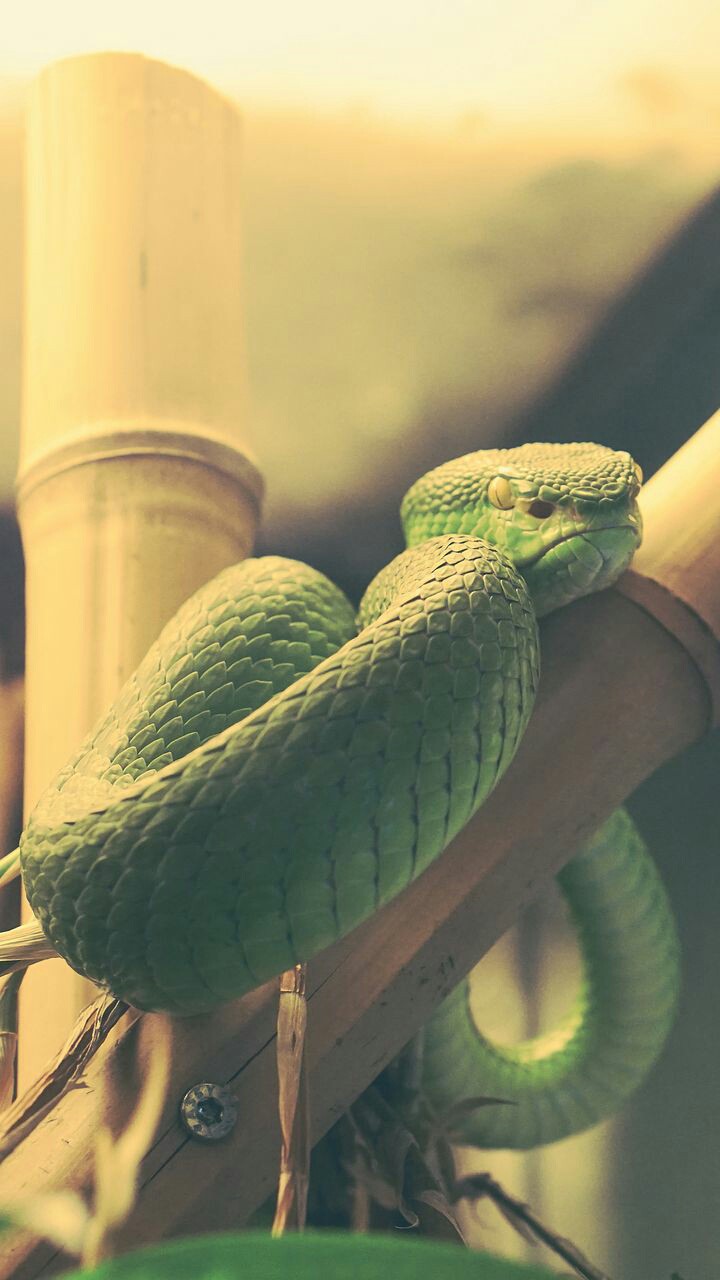 snake