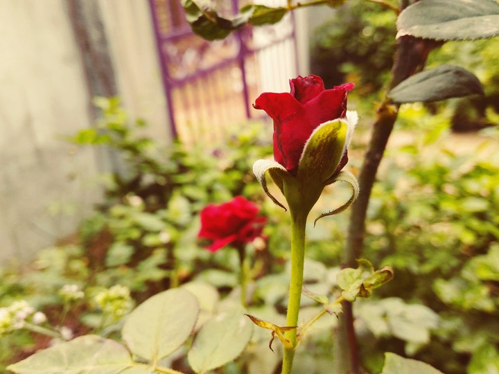 #love #rose #earlymorning_clicks