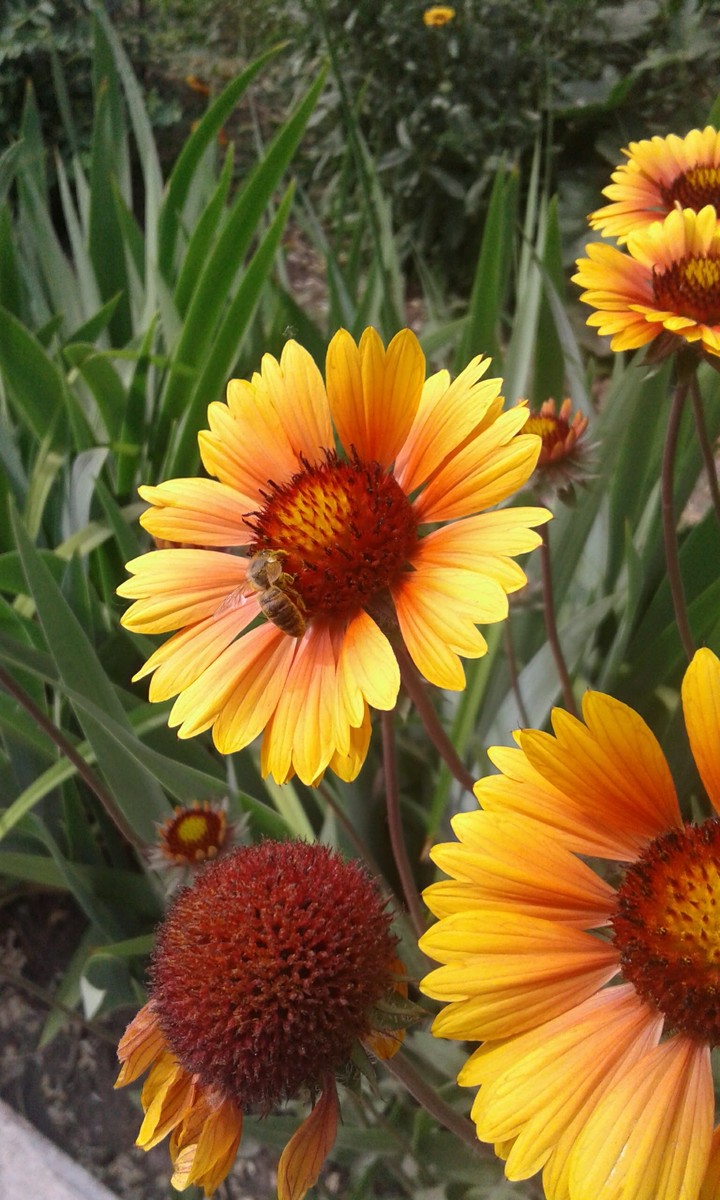 Flower