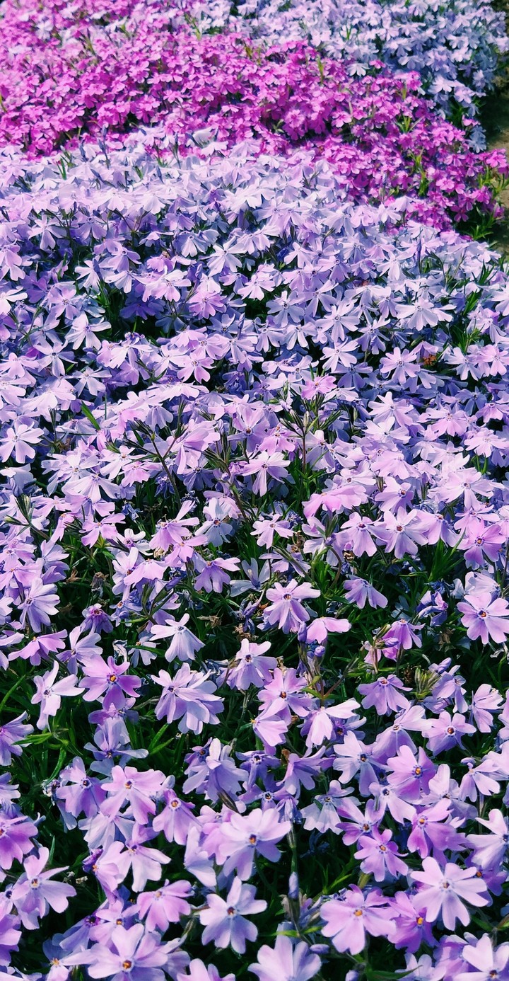 флоксы