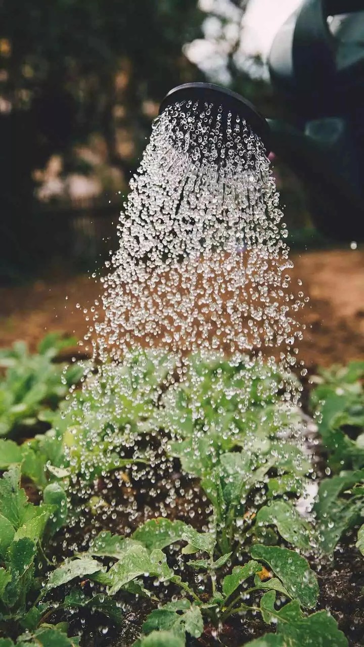 watering the plants, photography