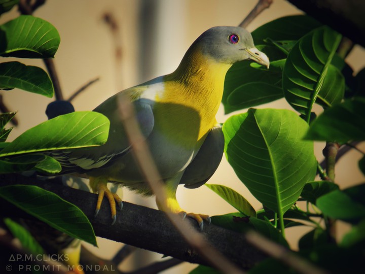 colourful Bird in the nature