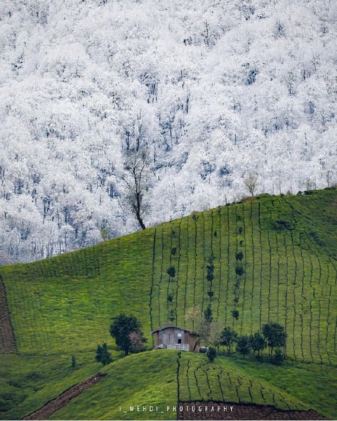 plant, cloud wallpapers