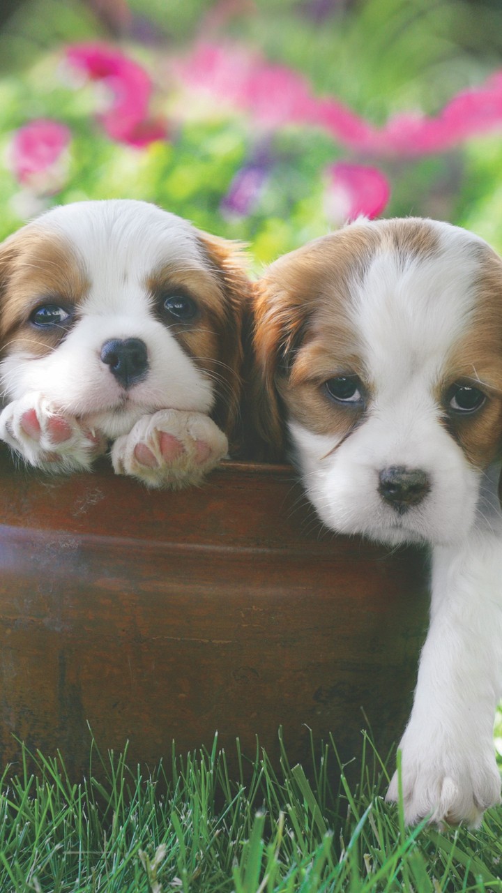 Cavalier Puppies