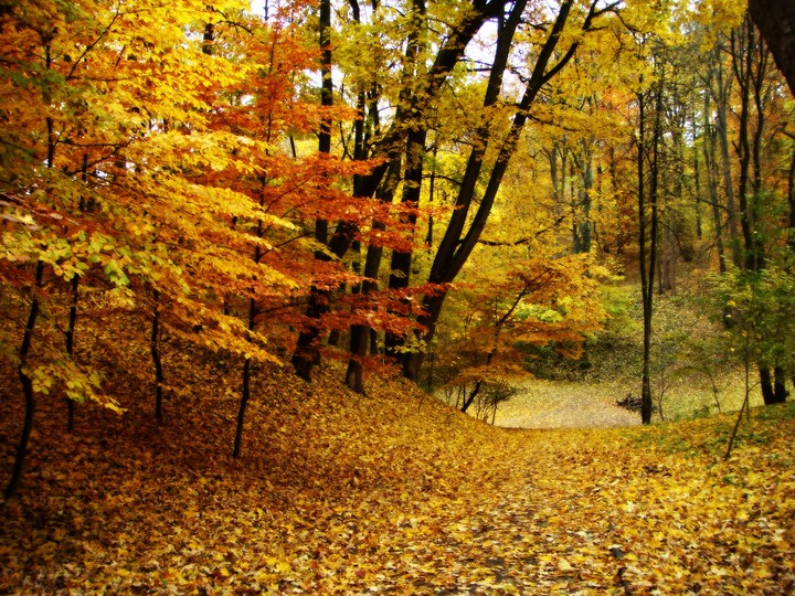 My autumn