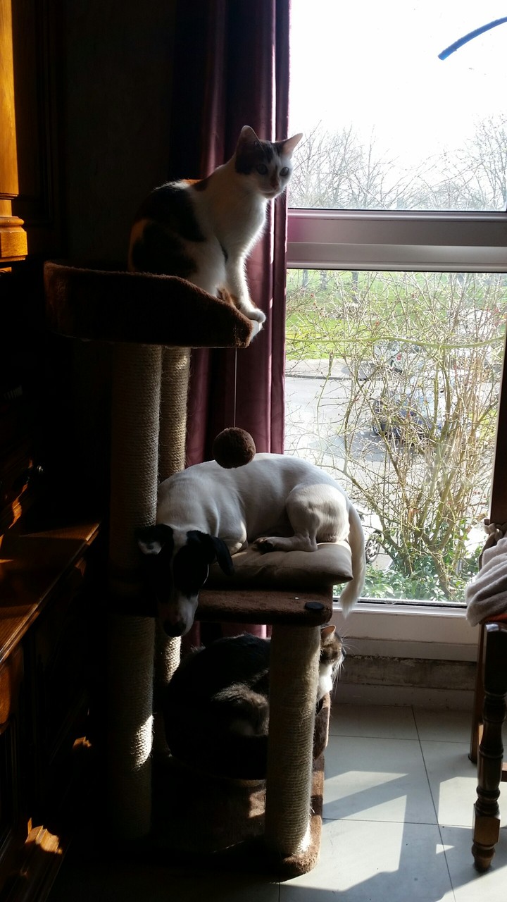 nos animaux