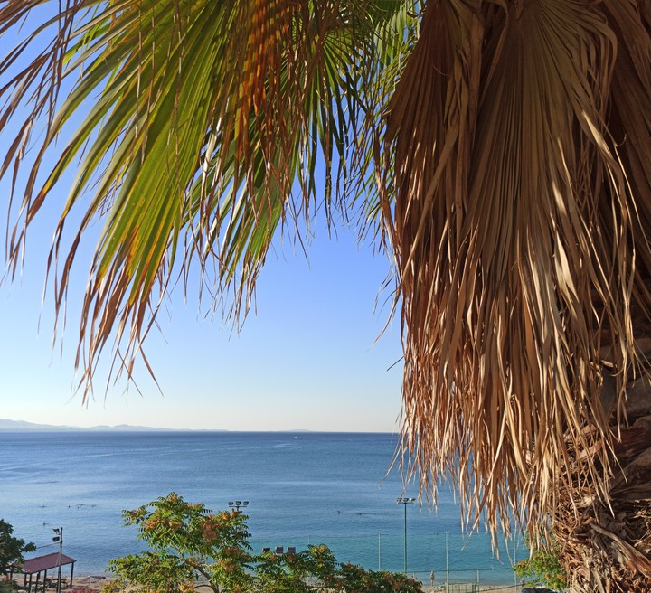 Palm trees n sea