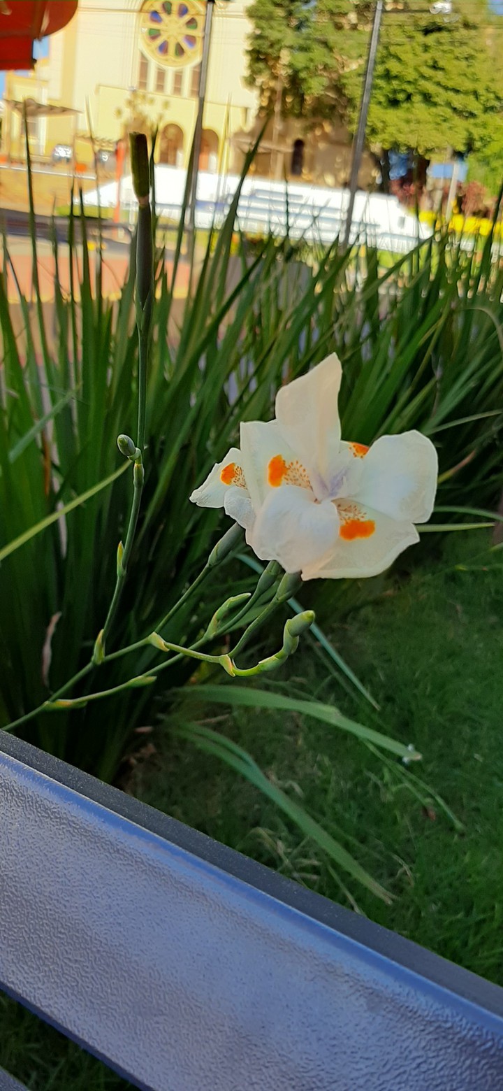 flor