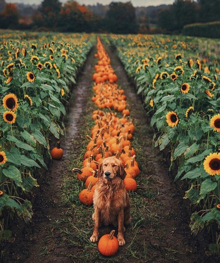 #dog