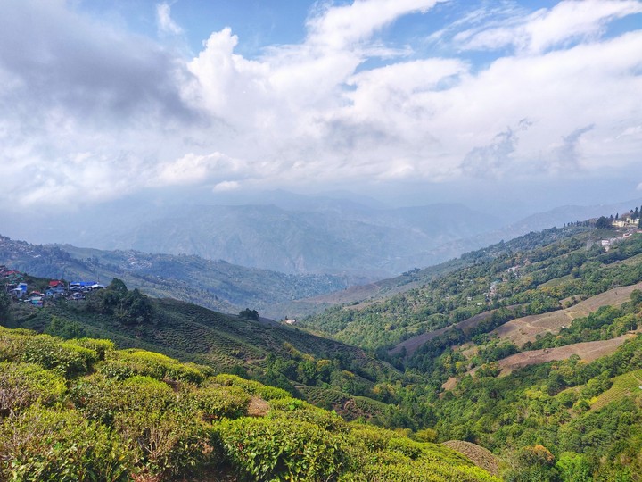 Tea Garden
