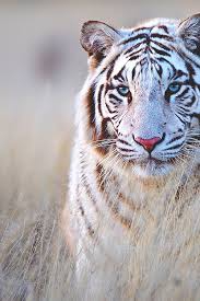 white tiger