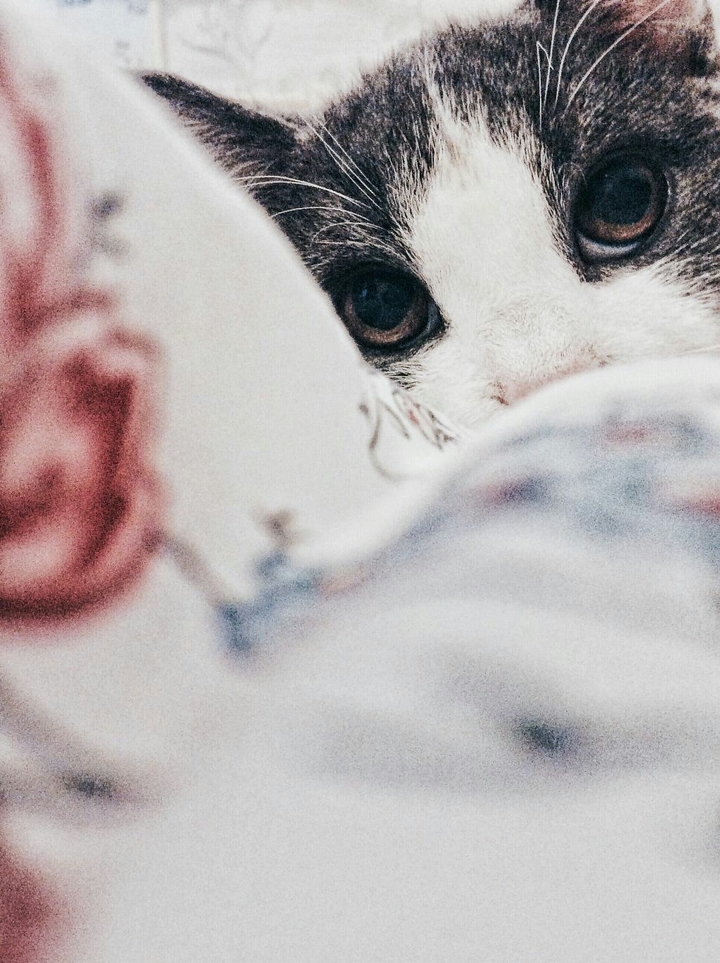 Cat on bed