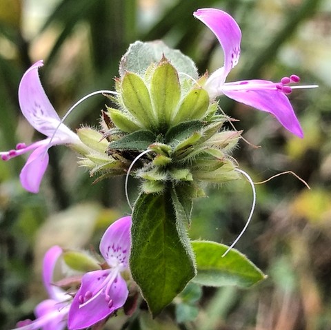 plant, flora háttérképek