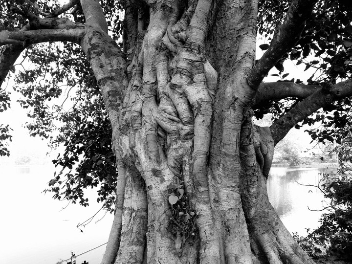 vintage tree