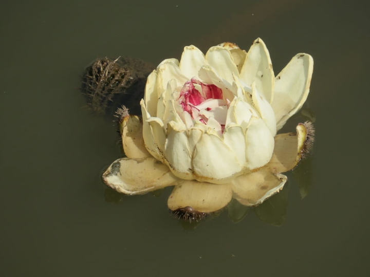 Río Amazonas Colombia