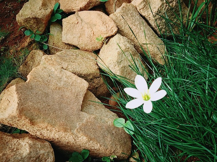 FLOWER