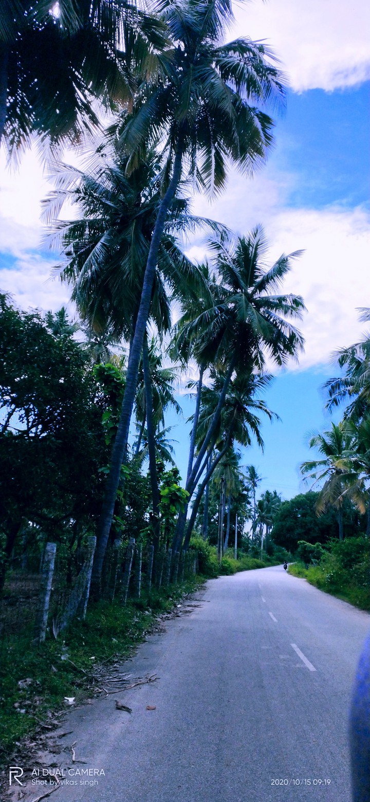 nature