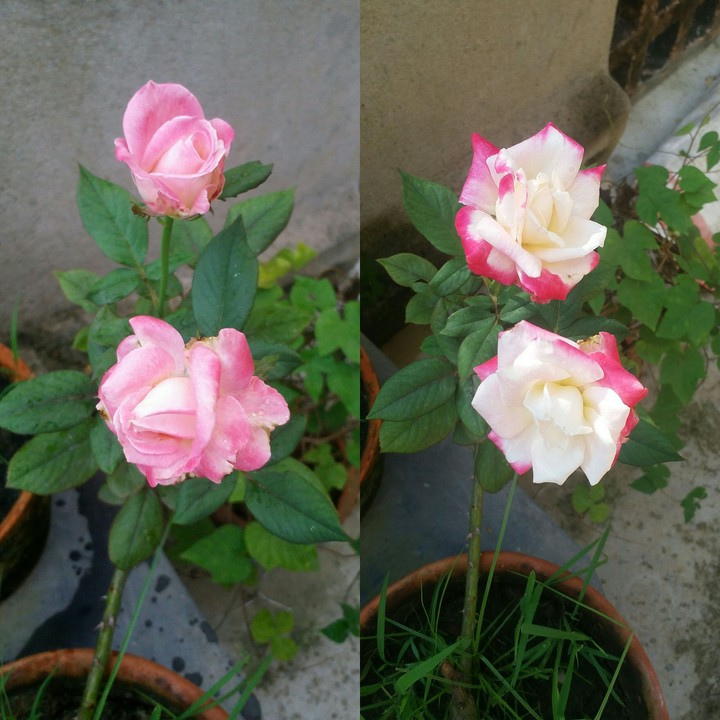 Bicoloured Rose