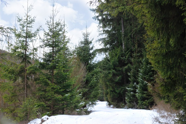forest path in winter
