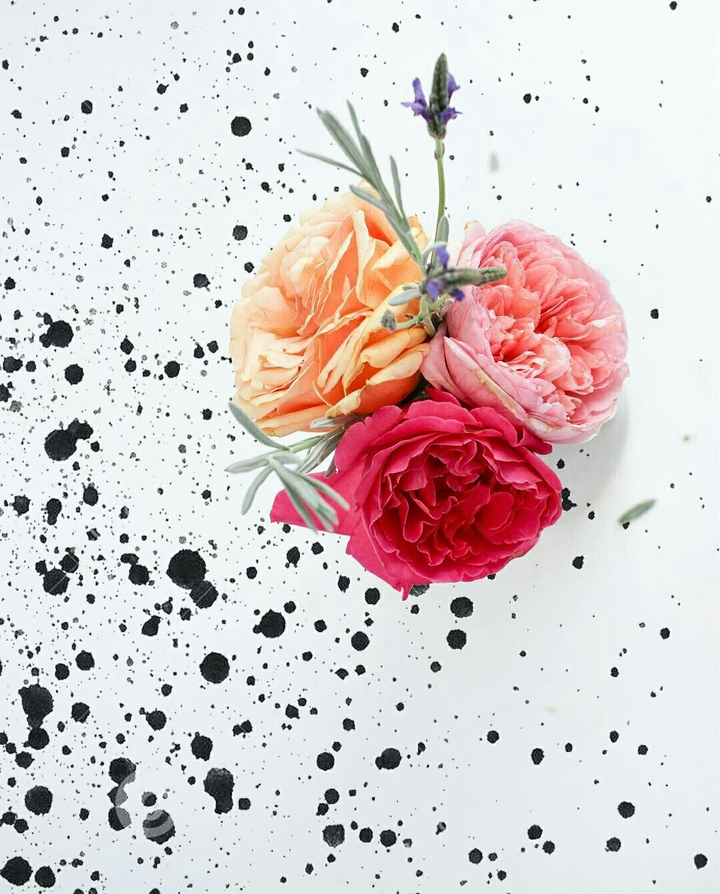 Roses