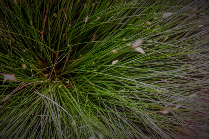 green chaos
