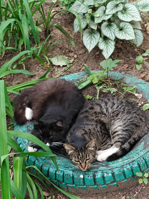 Cat, Felidae, Green