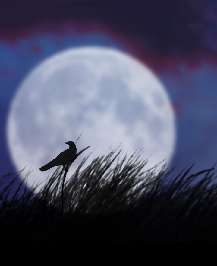 The Bird And The Moon