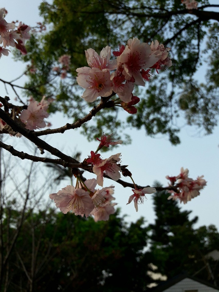 櫻花