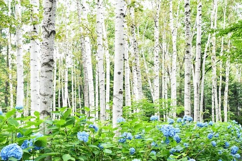 forest