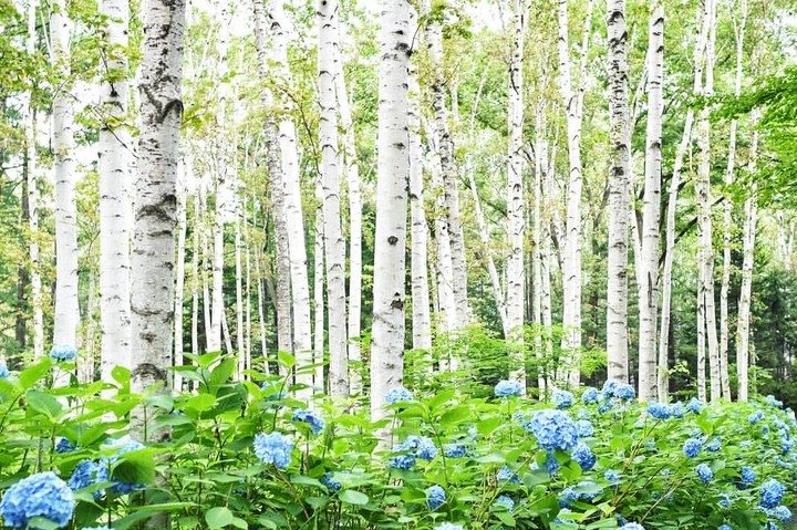 forest