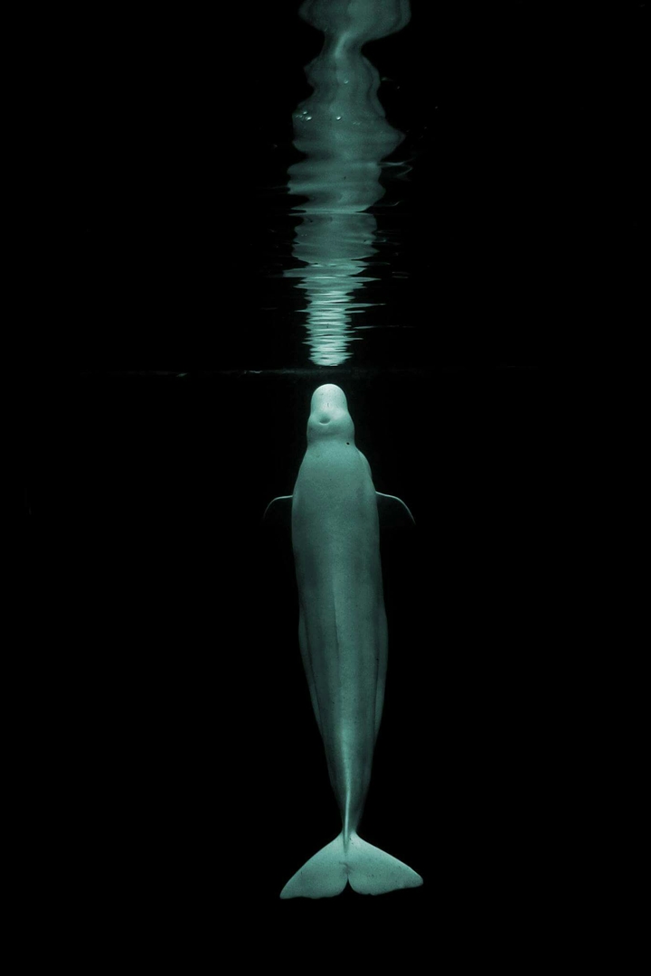 whale at night