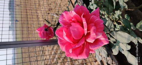 tapety flower, petal