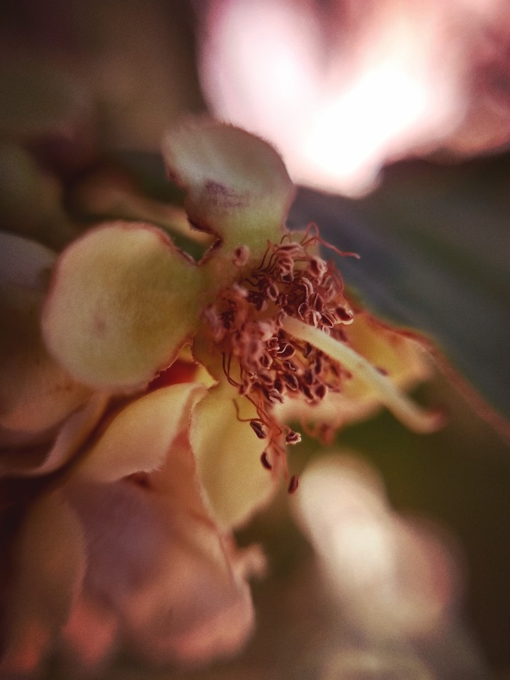 Flor de Araçá-Boi