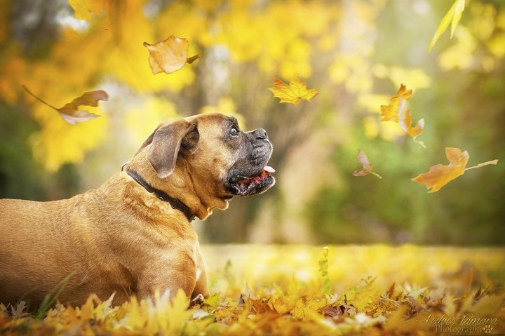 Boxer