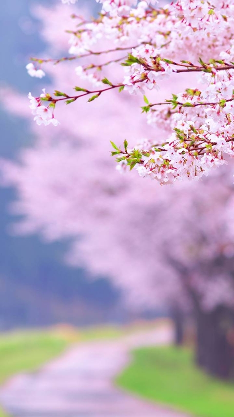 spring