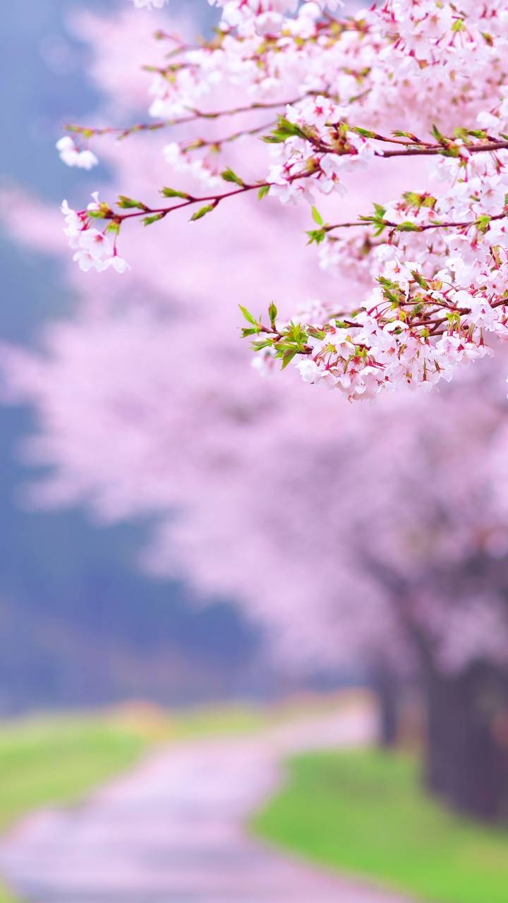 spring